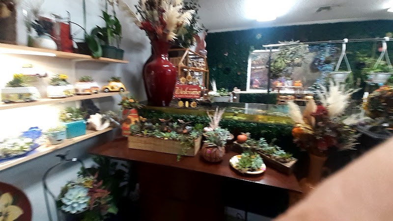 Succulent City photo 2