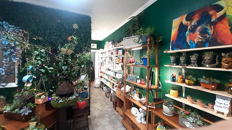 Succulent City photo 5