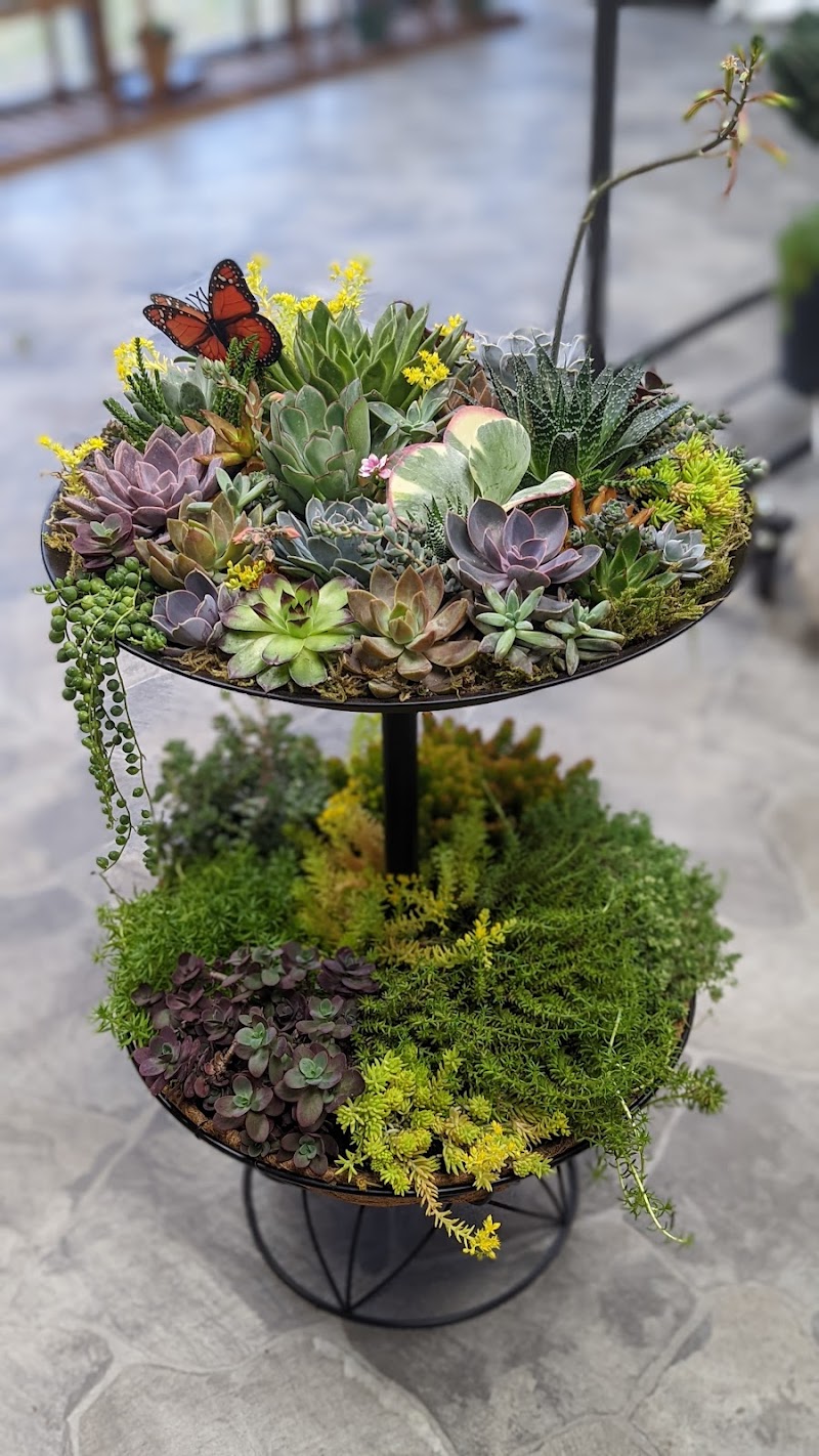 Succulent City photo 3