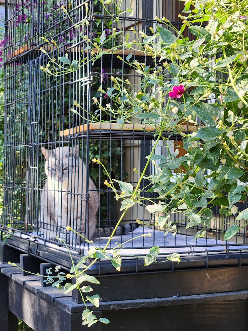 Pampered Cat Boarding photo 4