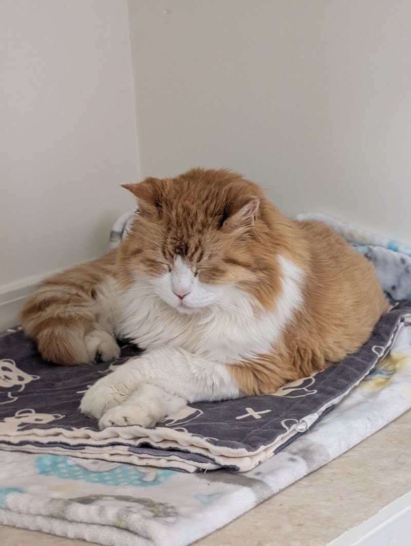 Pampered Cat Boarding photo 3