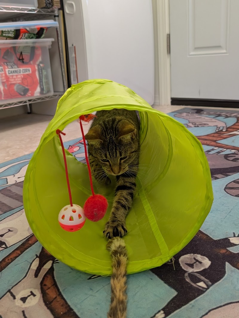Pampered Cat Boarding photo 5