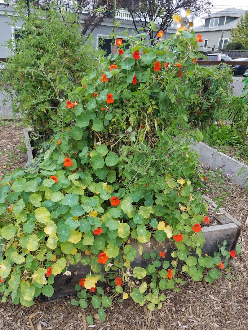 Avant community Garden photo 5