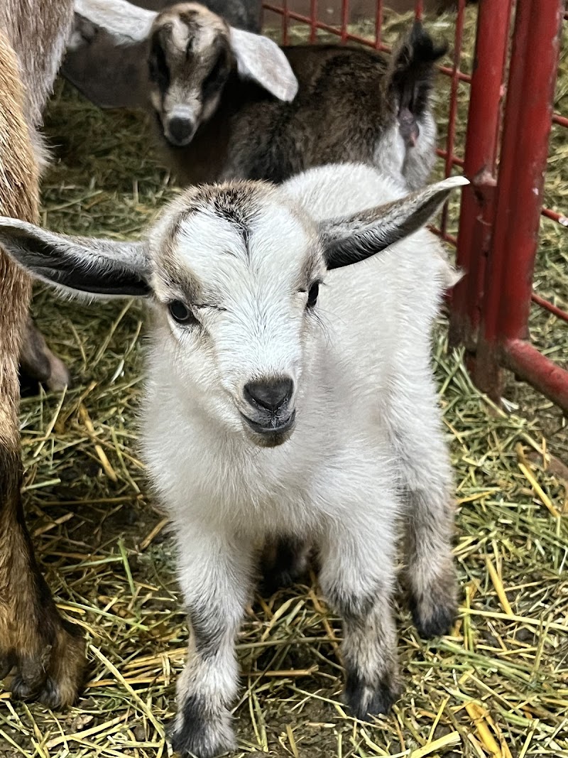 Ma'alot Farms photo 2