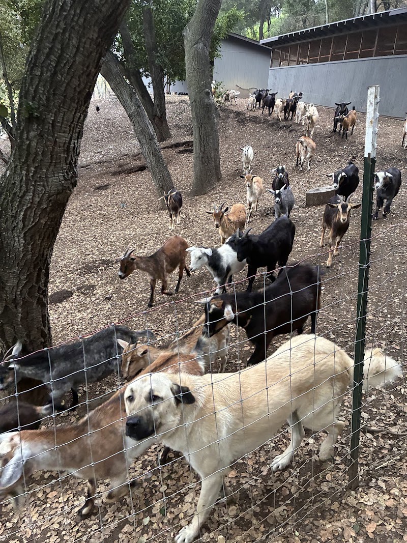 Photo of Ma'alot Farms