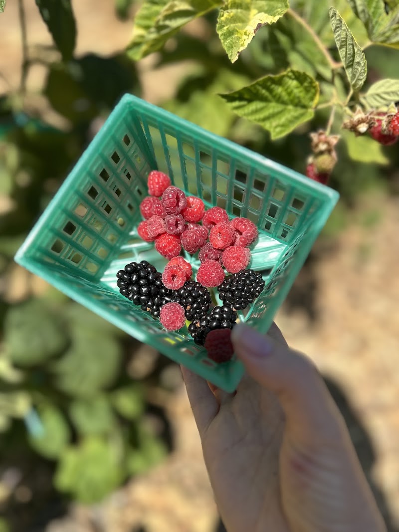 Ma'alot Farms photo 4