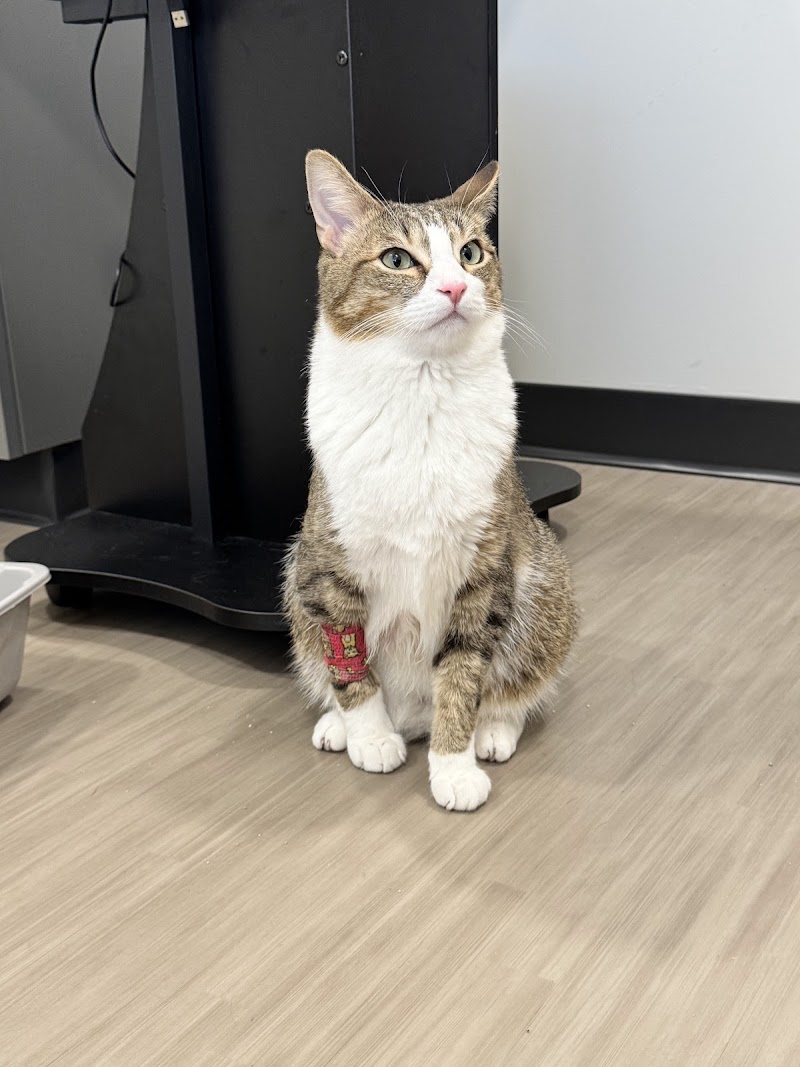 Apex Veterinary Specialists photo 2