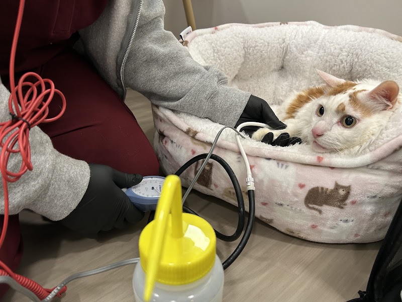 Apex Veterinary Specialists photo 4