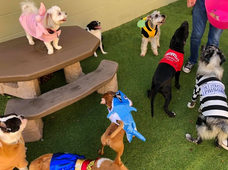 Little Wolfe's Pet Resort photo 3