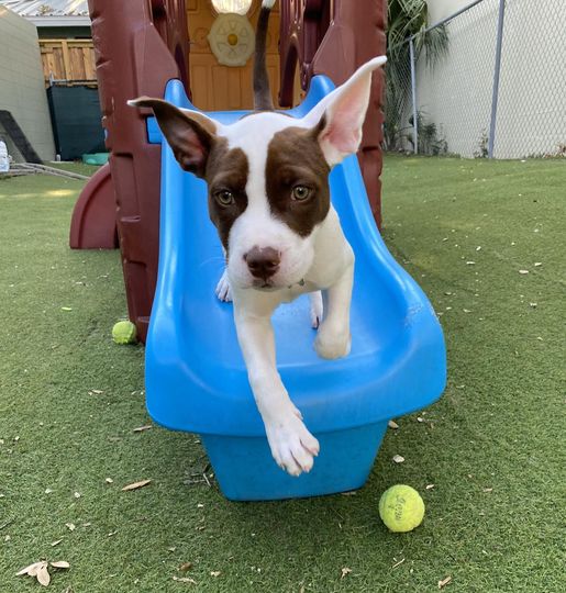 Photo of Little Wolfe's Pet Resort