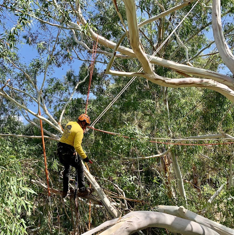 Photo of Nice View Tree Care