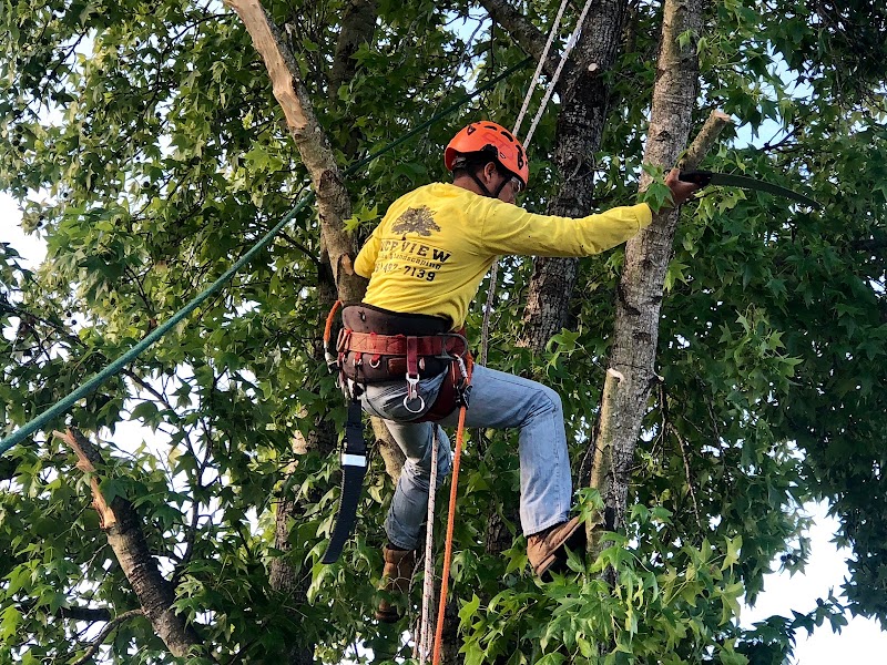 Nice View Tree Care photo 5