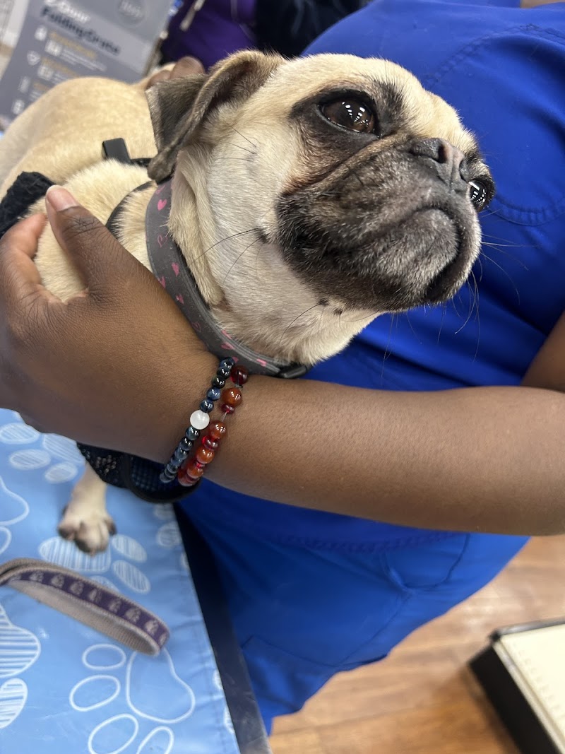 VIP Petcare Vaccination Clinic photo 3