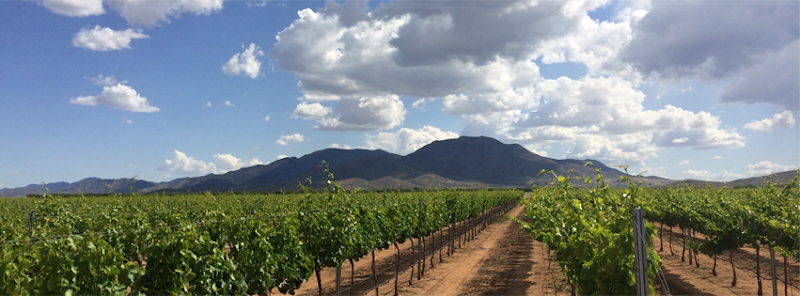 Photo of Golden Rule Vineyards