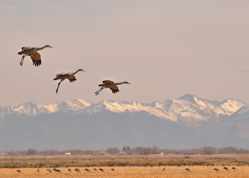 Monte Vista National Wildlife Refuge photo 3
