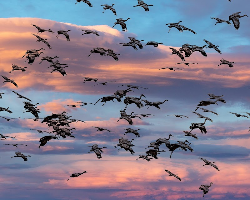 Monte Vista National Wildlife Refuge photo 5