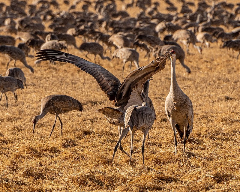 Monte Vista National Wildlife Refuge photo 2