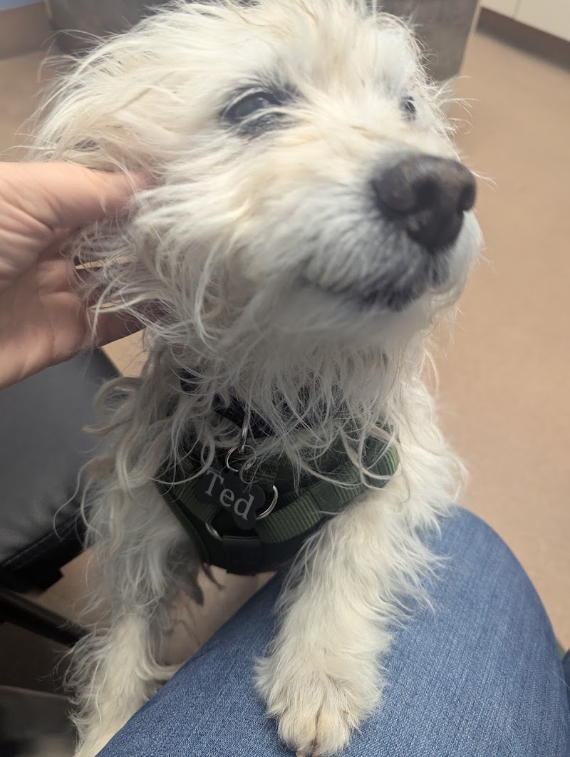 Companion Pet Clinic of Gold Canyon photo 5