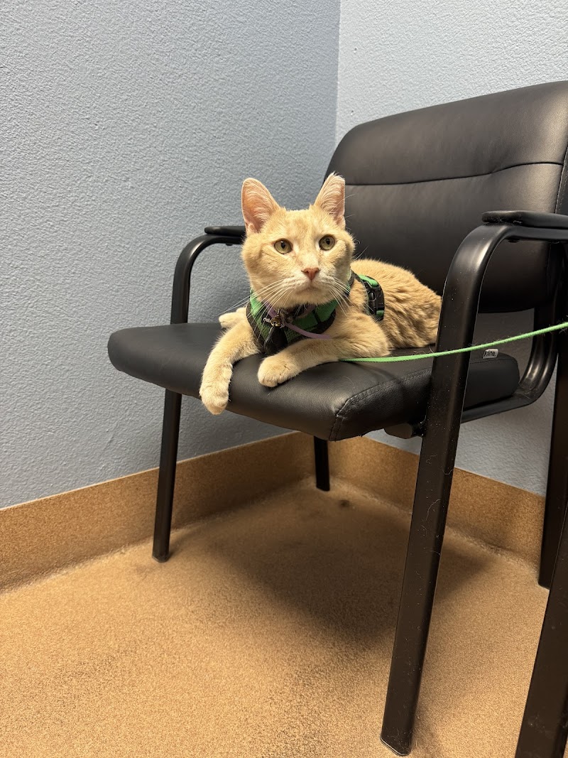 Companion Pet Clinic of Gold Canyon photo 3