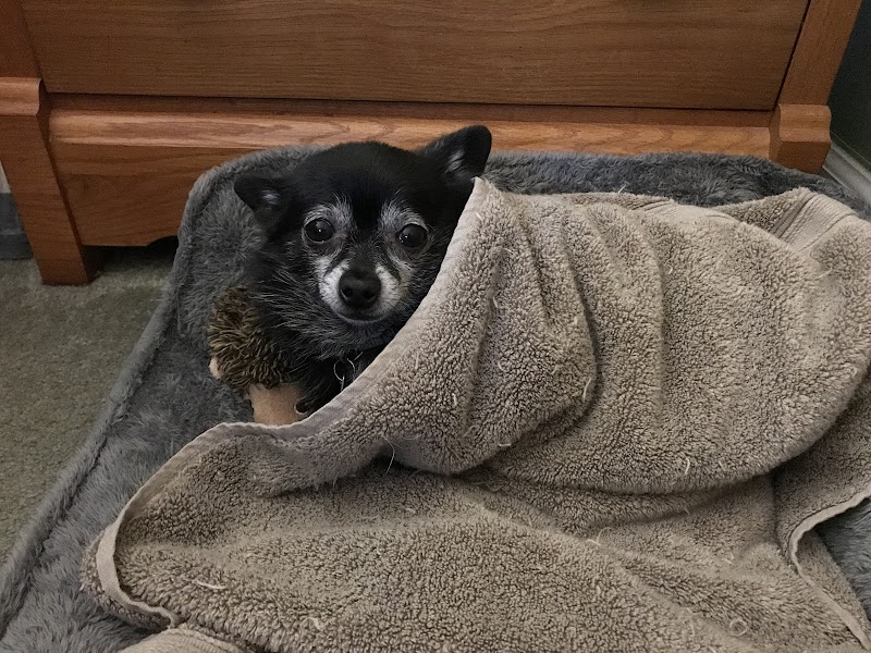 San Bruno Pet Hospital photo 4