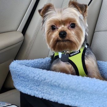 Kutz For Mutz Dog Grooming photo 2