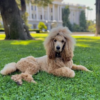 Kutz For Mutz Dog Grooming photo 3