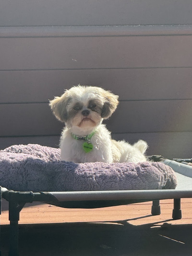 Kutz For Mutz Dog Grooming photo 5