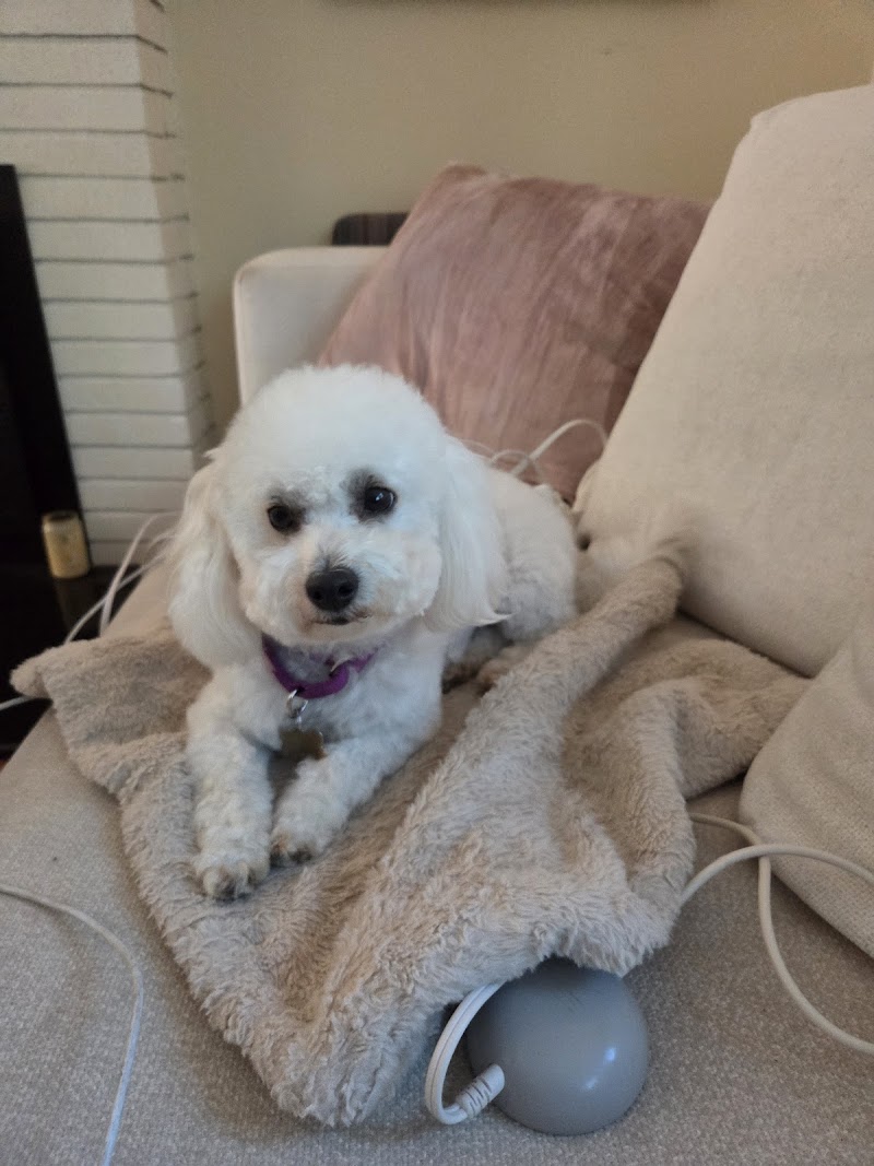 Photo of Kutz For Mutz Dog Grooming