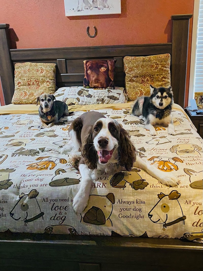 Poderosen pet resort photo 3
