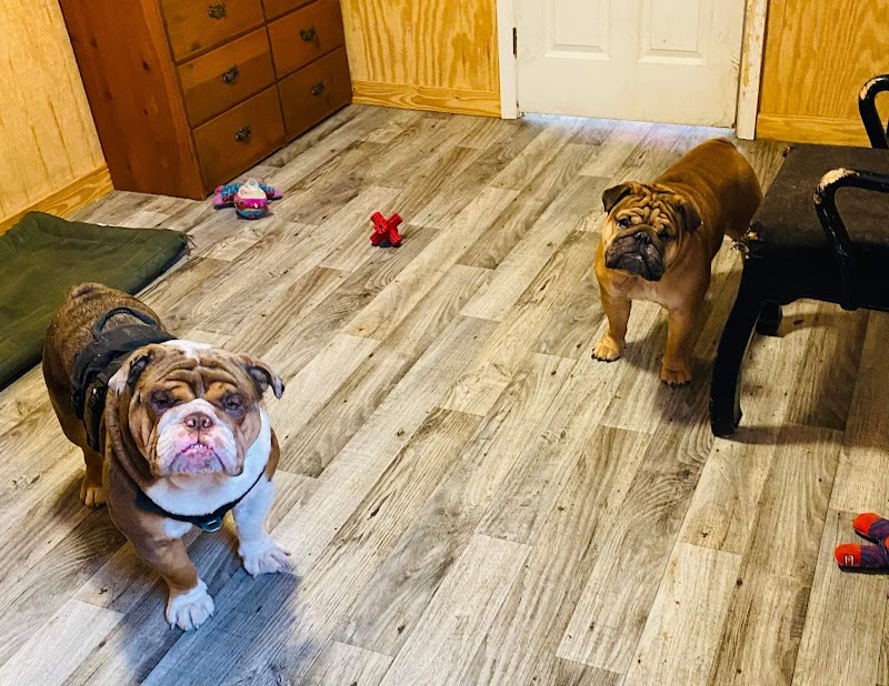 Photo of Poderosen pet resort