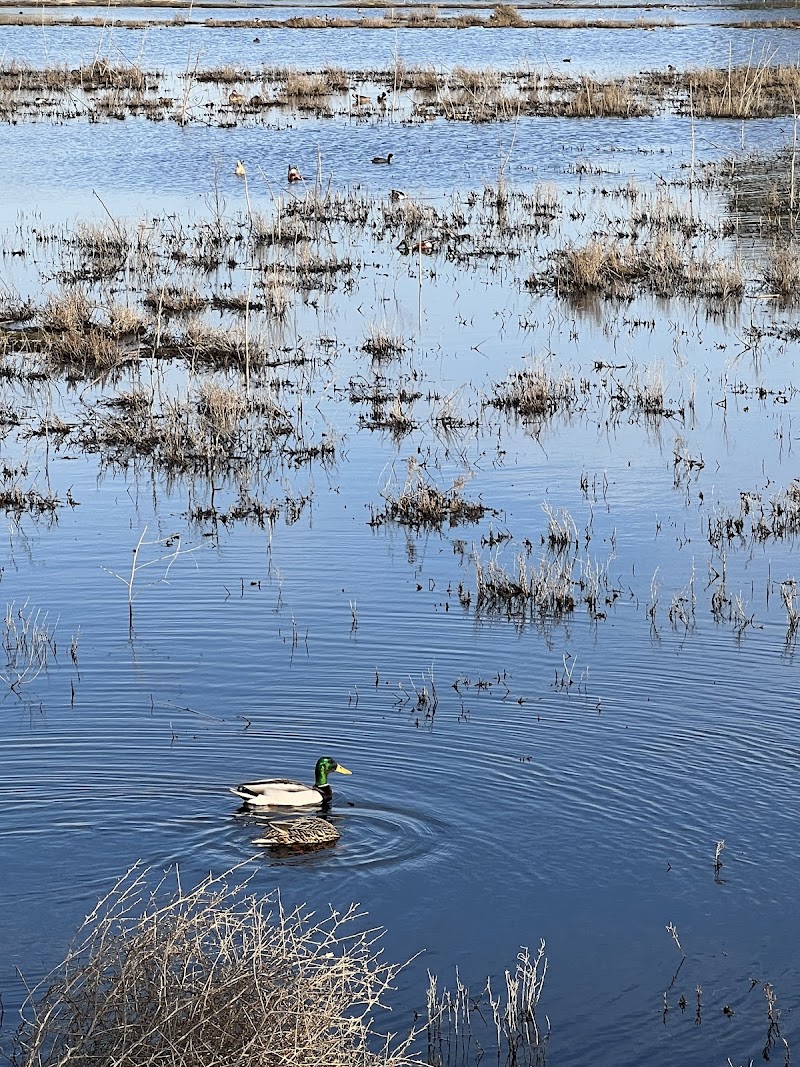 Adobe Creek Pier (Palo Alto) photo 2