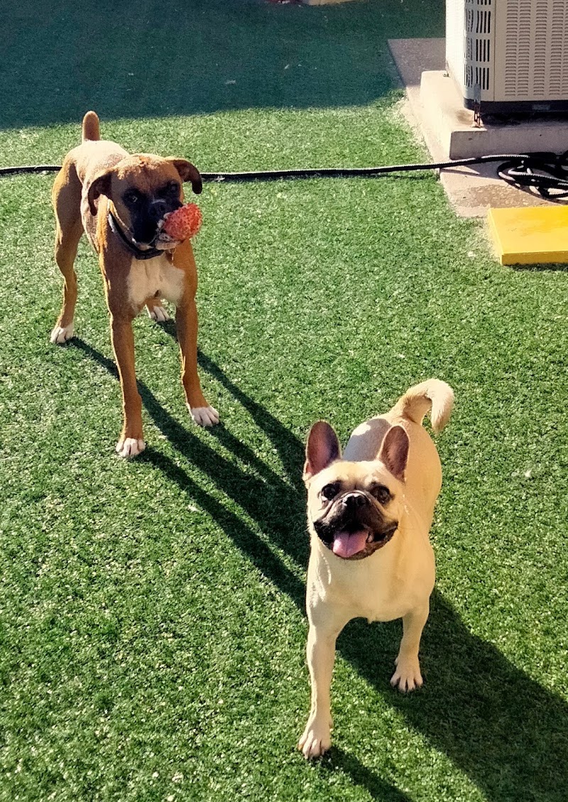 Doggie Daycare & Boarding Services photo 2