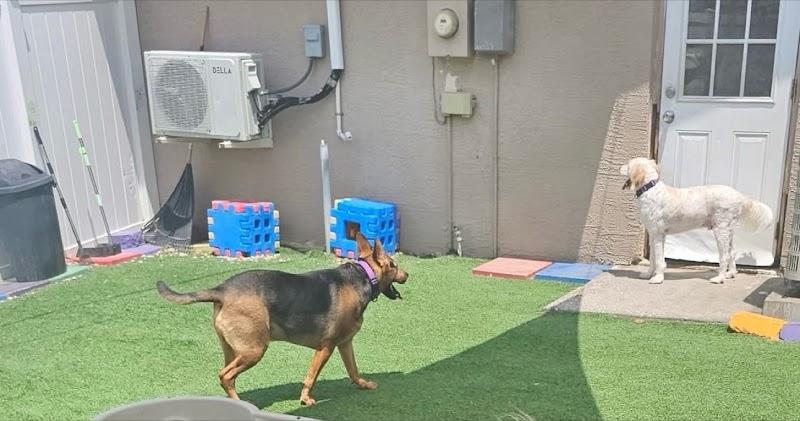 Doggie Daycare & Boarding Services photo 4
