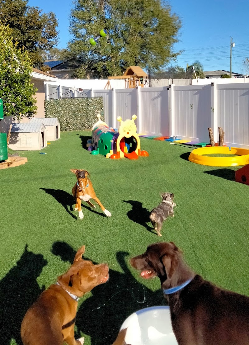 Photo of Doggie Daycare & Boarding Services