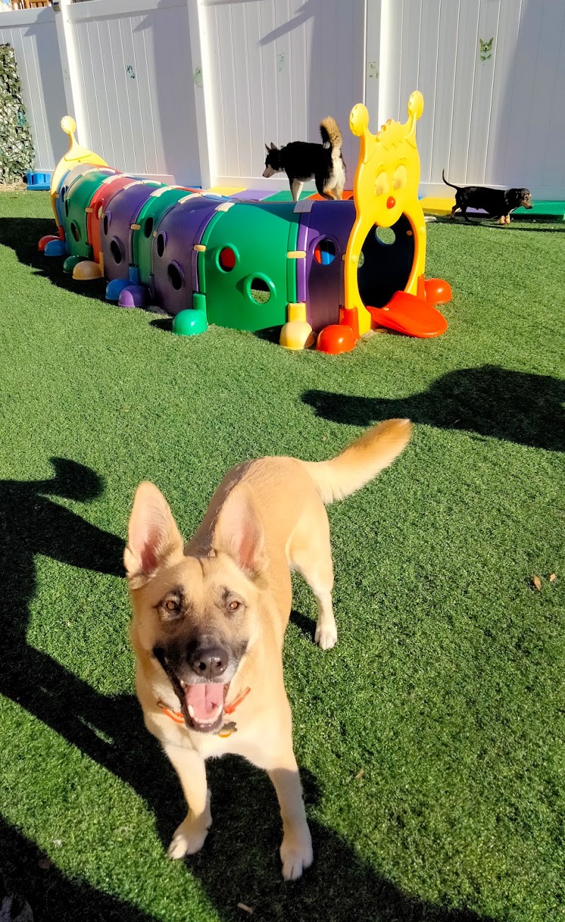 Doggie Daycare & Boarding Services photo 5