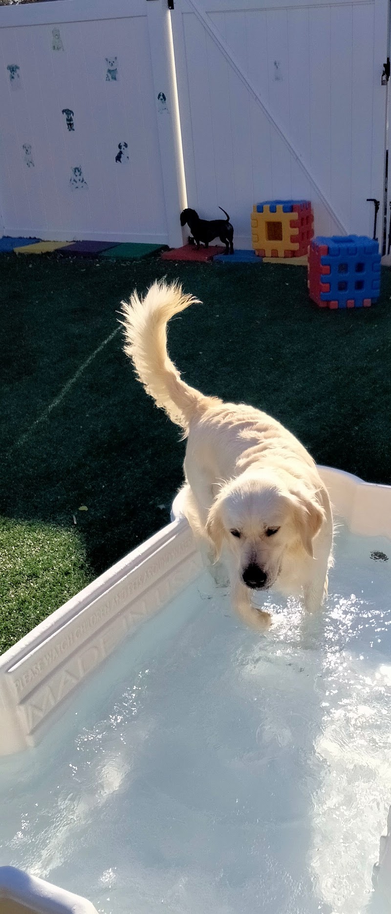 Doggie Daycare & Boarding Services photo 3
