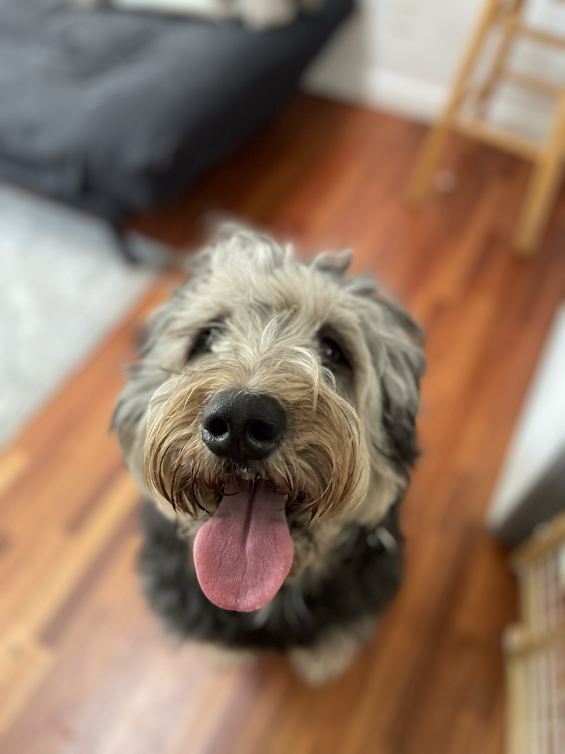 FreeTreat Pet Boarding photo 4