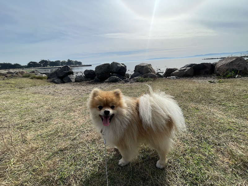 FreeTreat Pet Boarding photo 5