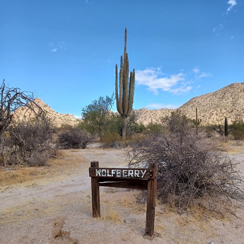 Photo of The Tallest Saguaro