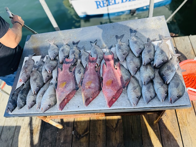 Reel Deal Sportfishing photo 4