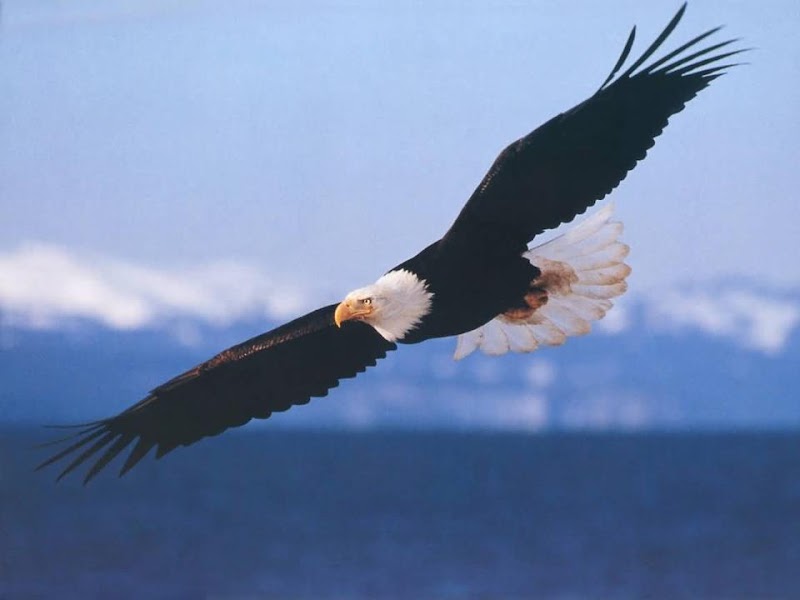 Photo of Fraternal Order of Eagles #3566