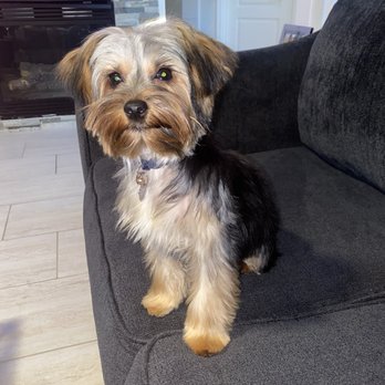 Photo of Featherer Pet Grooming Inc
