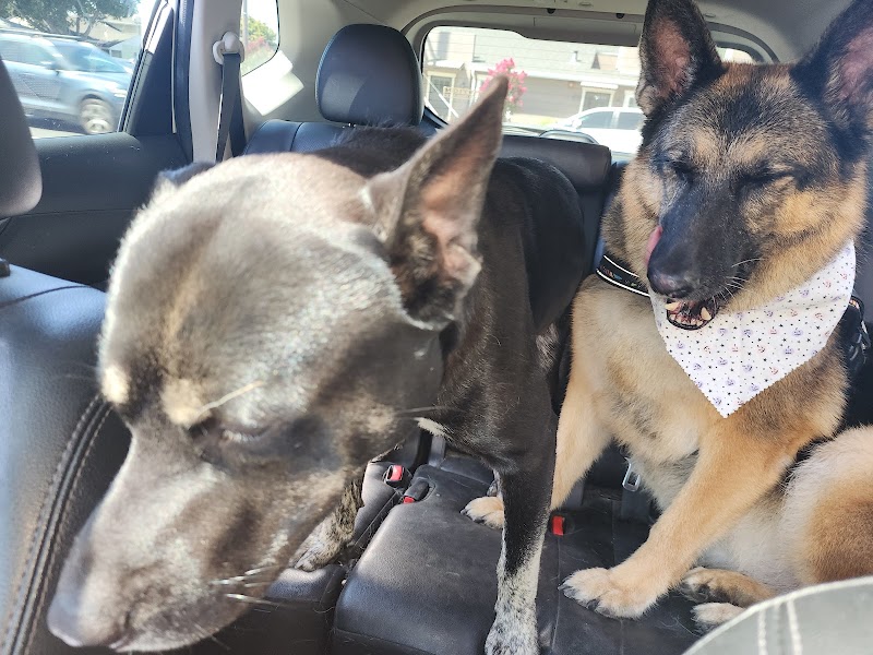 Featherer Pet Grooming Inc photo 4