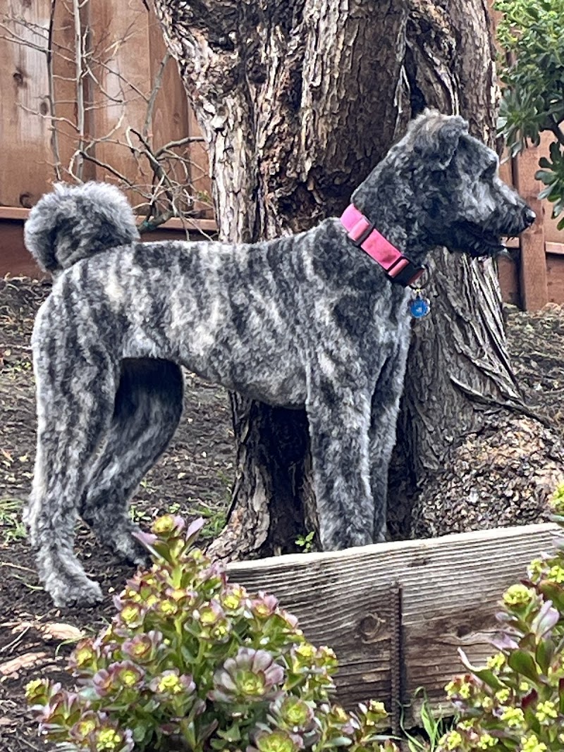 Featherer Pet Grooming Inc photo 5
