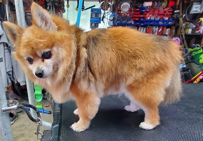 Smarty Paws Grooming photo 5