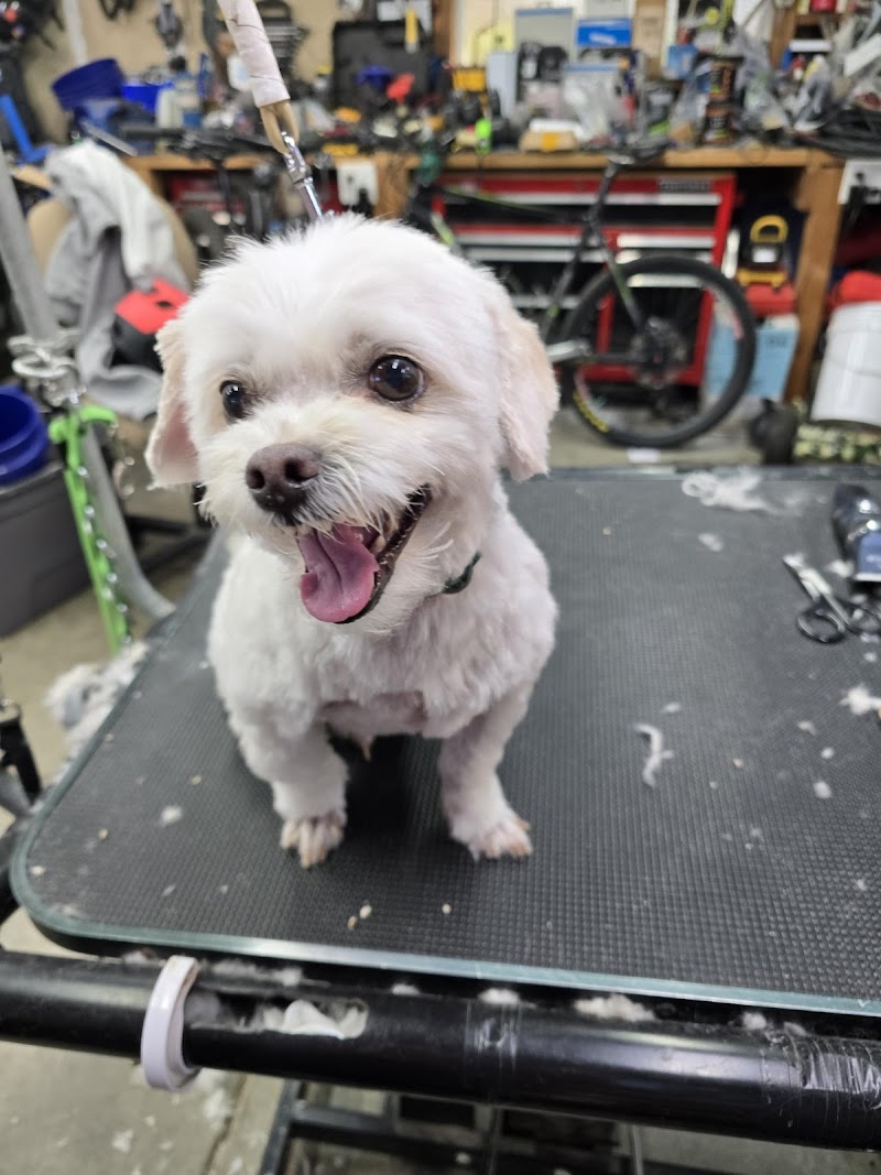 Smarty Paws Grooming photo 3