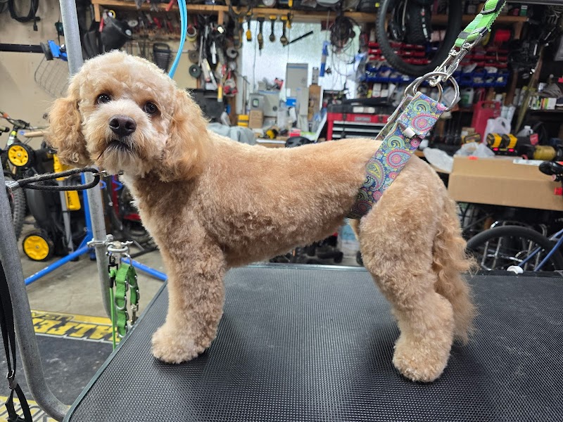 Photo of Smarty Paws Grooming