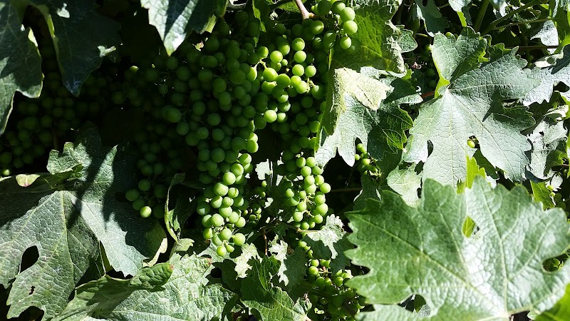 Icaria Creek Winery photo 2