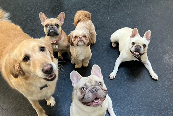 FUReverFUN Dog Care Services photo 2