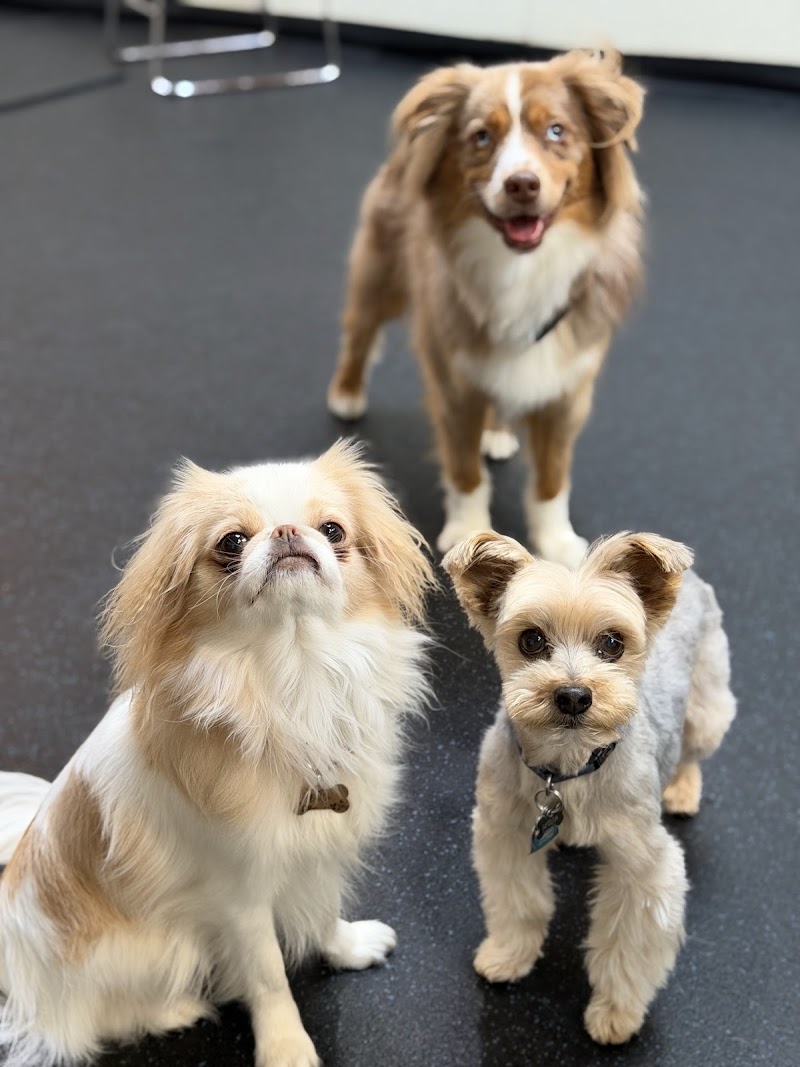Photo of FUReverFUN Dog Care Services